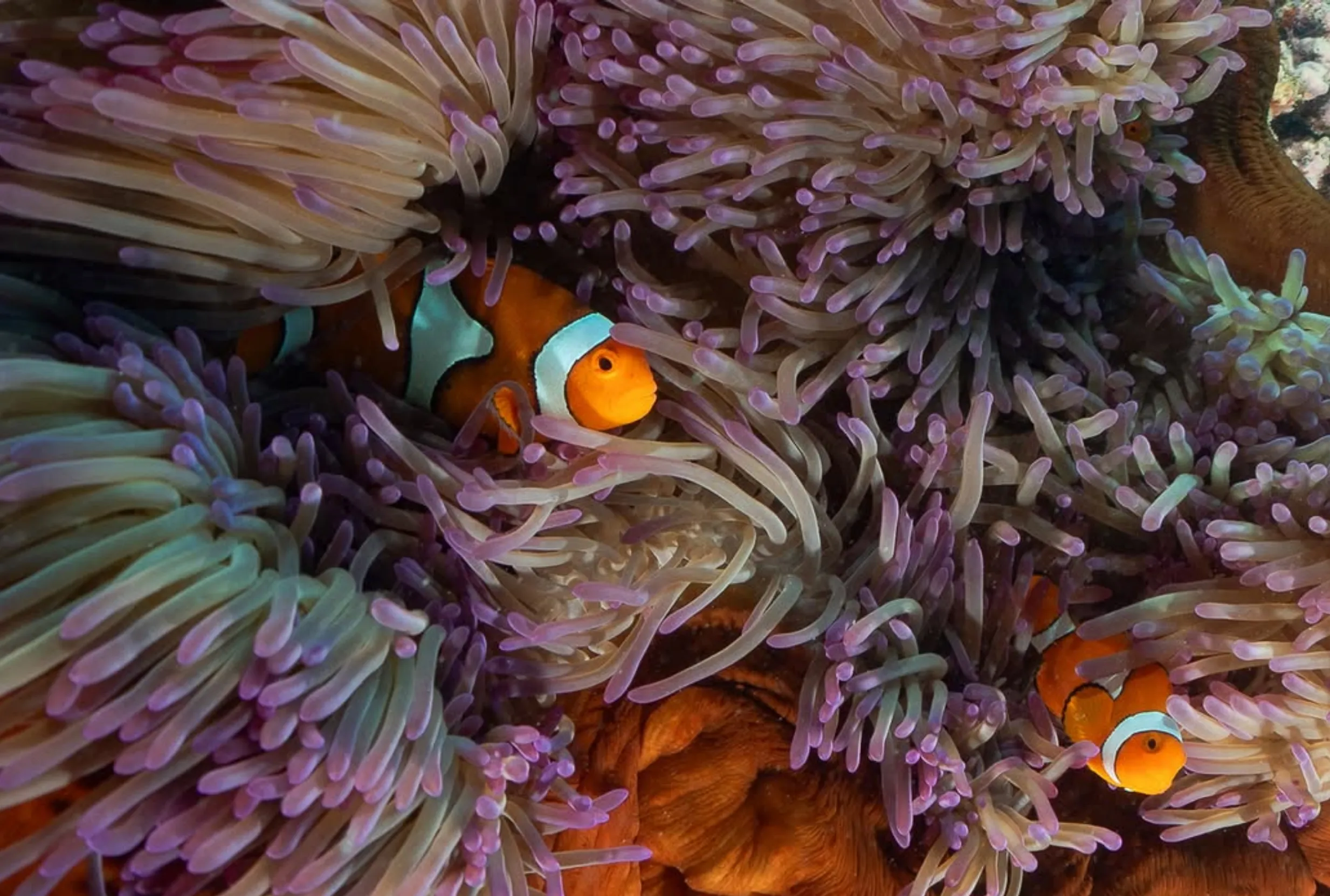 Cairns reef weather conditions