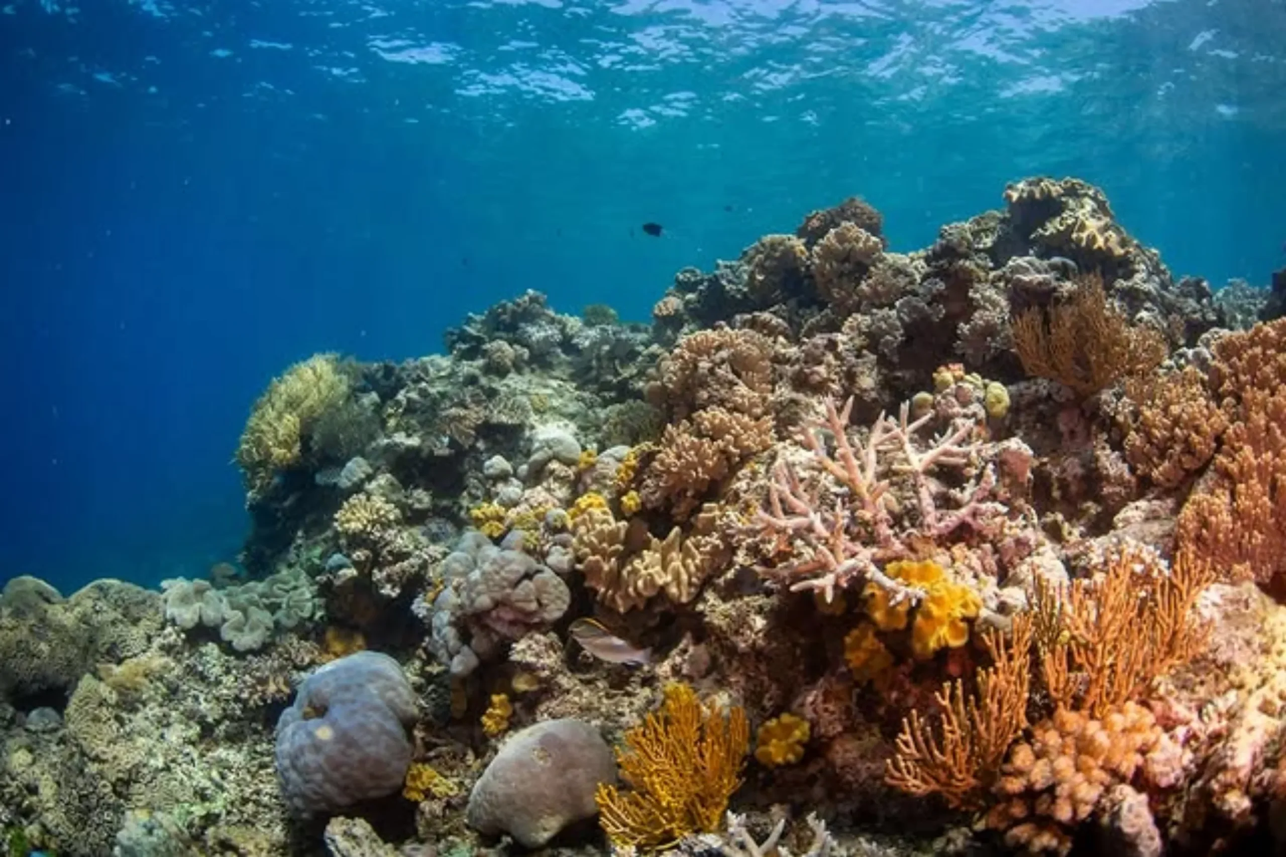 Great Barrier Reef visibility today