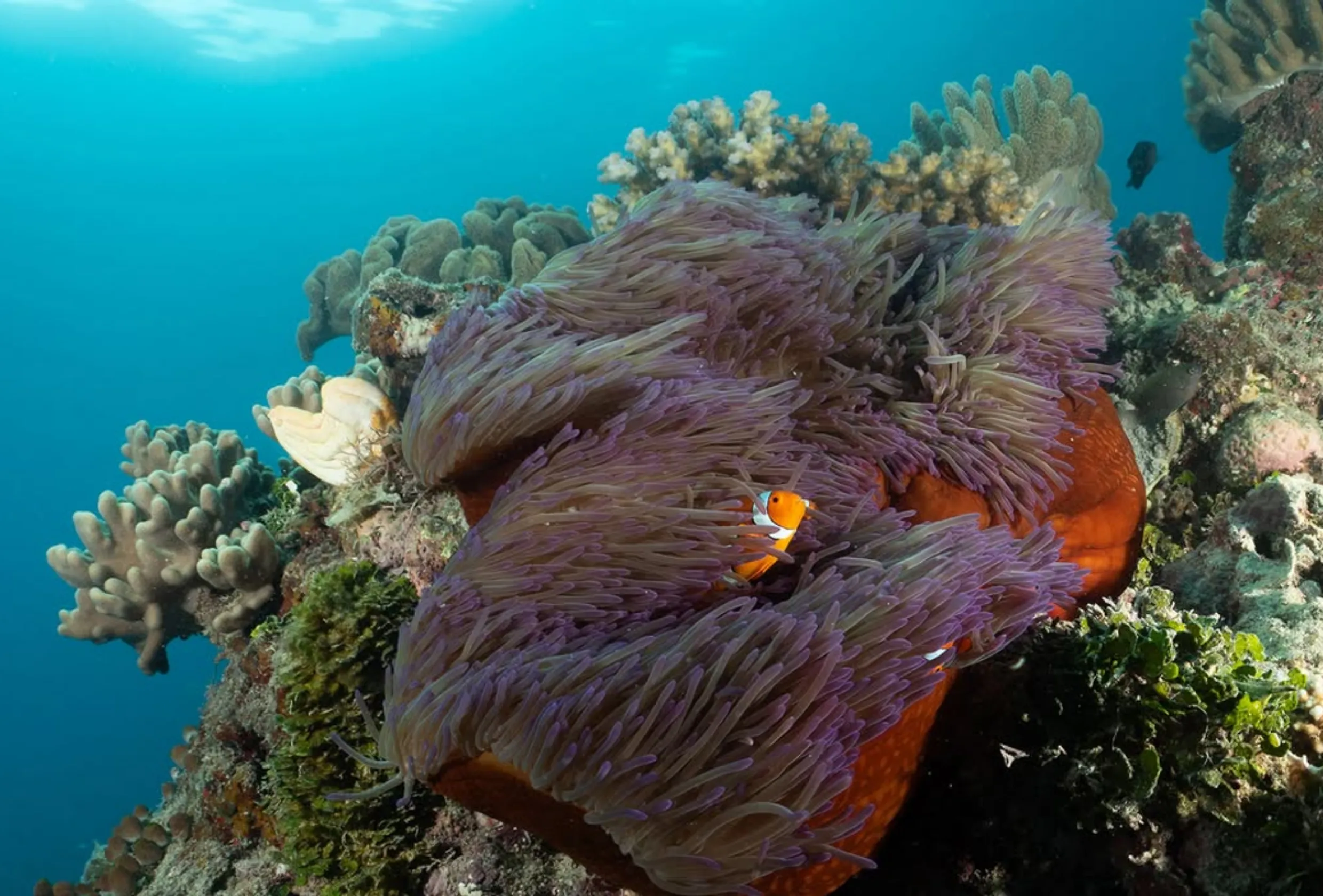 Moore Reef platform experience